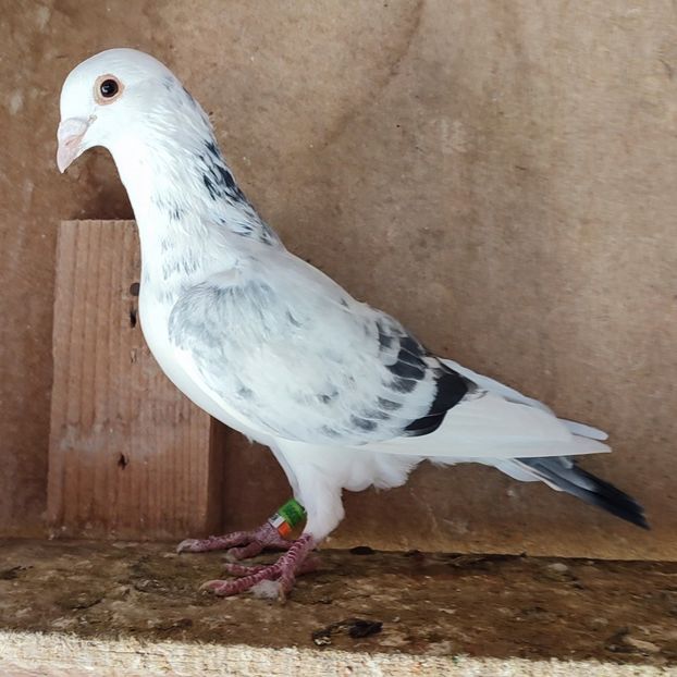 Mascul 23-099 - Cuci