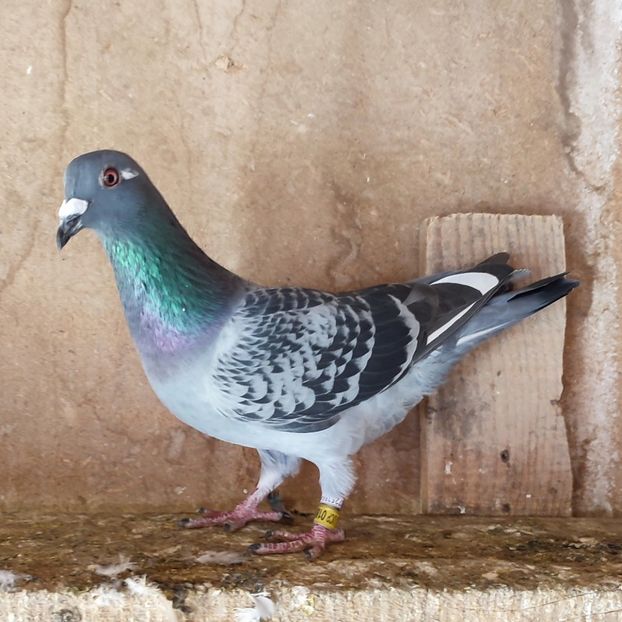 24-636 - Stropit list