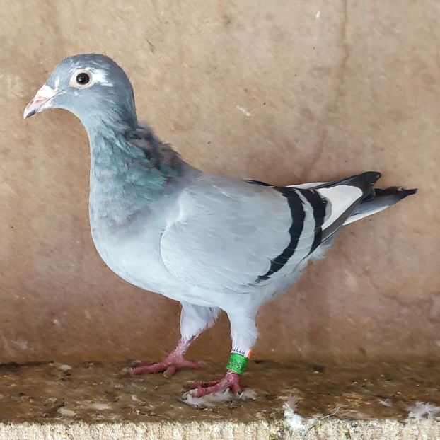 Femela 23-539 - Vânat list