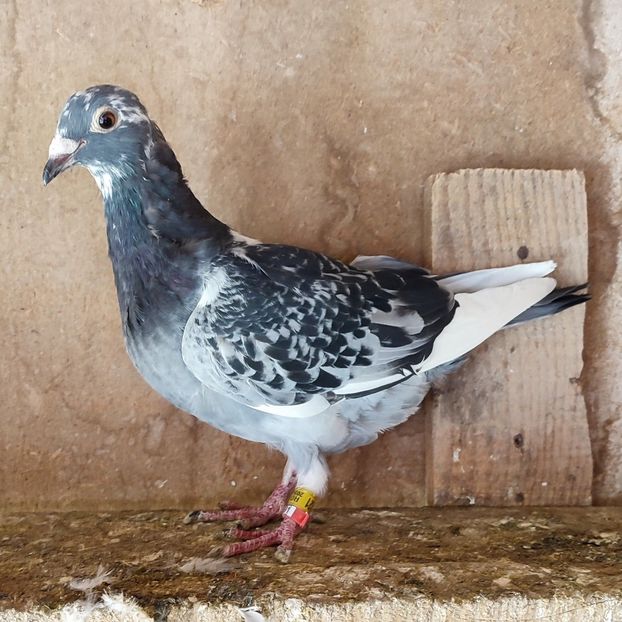 24-121 - Bălțat stropit