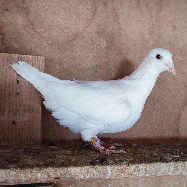 24-010....-15 lei - Porumbei vanduti