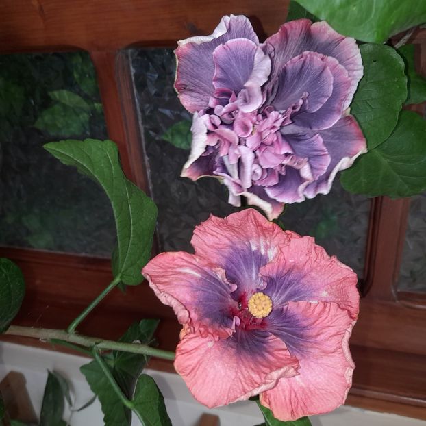  - DPs Cosmopolitan angel