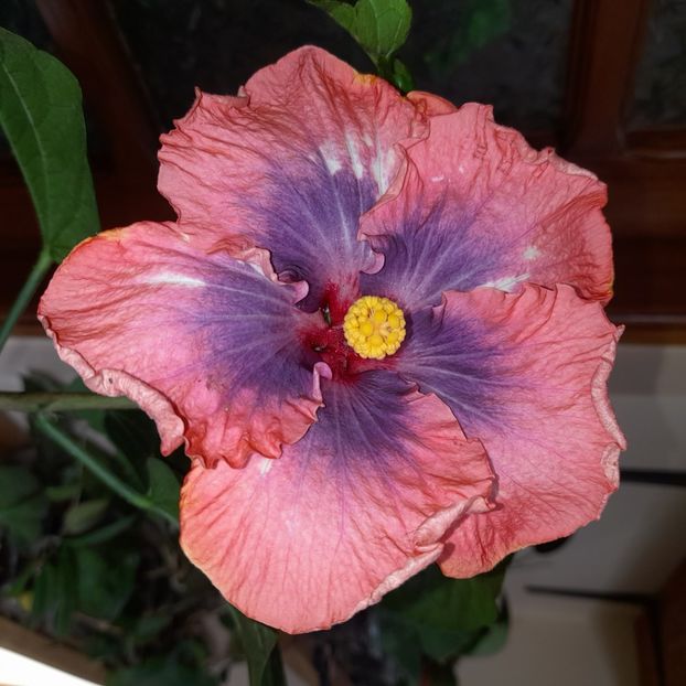  - DPs Cosmopolitan angel