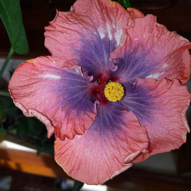  - DPs Cosmopolitan angel