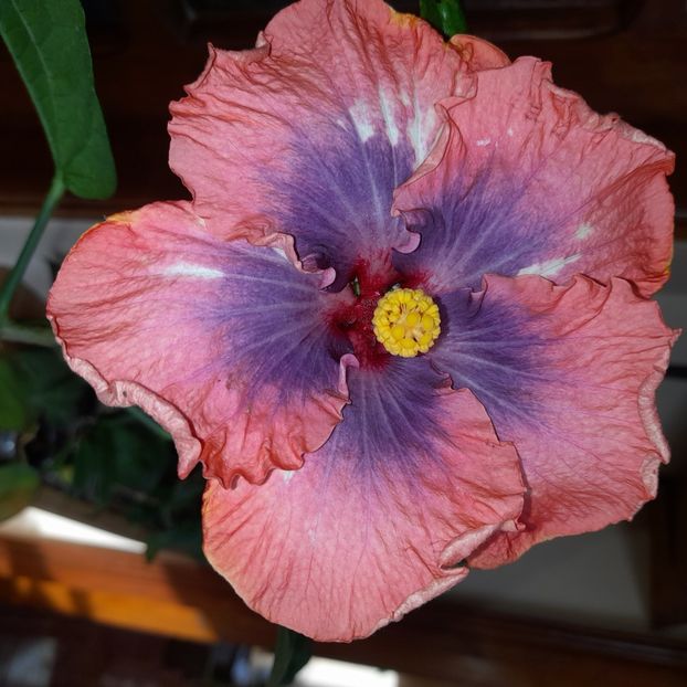  - DPs Cosmopolitan angel