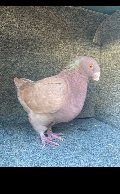 m2023 donat - Donatii 2017-20182019-2020-2021