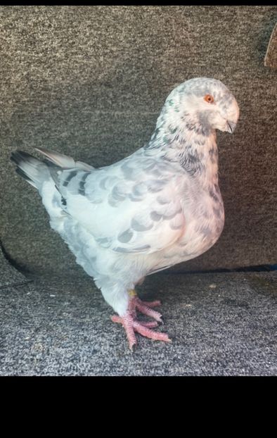 m2023vandut - Porumbei vanduti 2017-2025