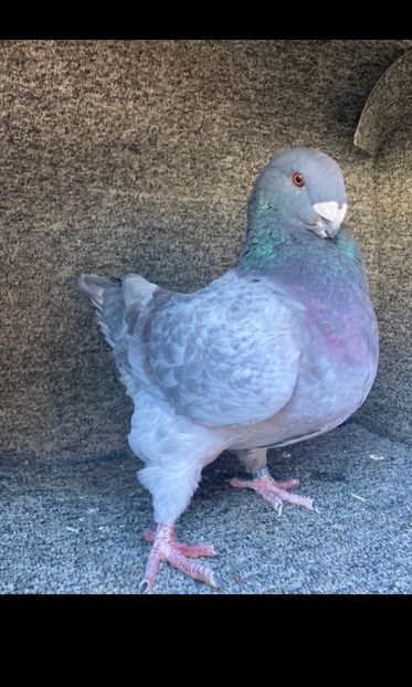 M2024vandut - Porumbei vanduti 2017-2025