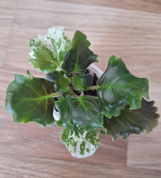  - Mac s Luxurios Leisure