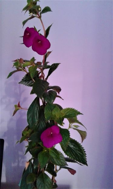  - achimenes Jennifer Goode 09 10 2019