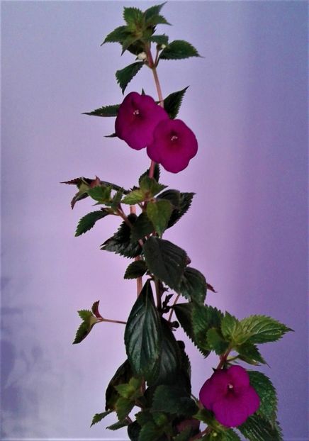  - achimenes Jennifer Goode 09 10 2019