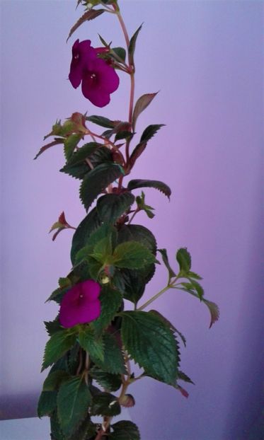  - achimenes Jennifer Goode 09 10 2019