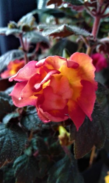  - achimenes 0 6 12 202044444 iem1985
