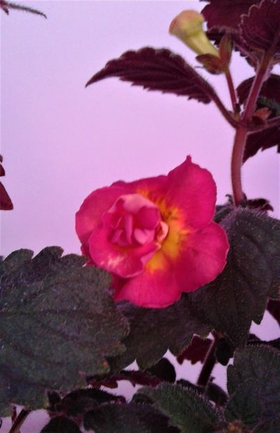 - achimenes 0 6 12 202044444 iem1985