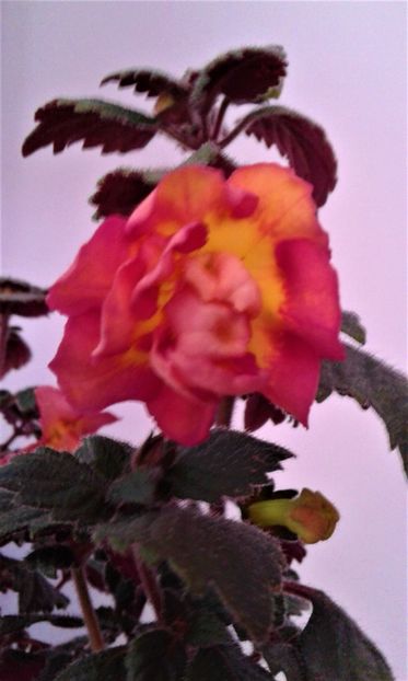  - achimenes 0 6 12 202044444 iem1985