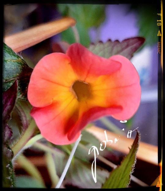  - RFS Tequila Sunrise