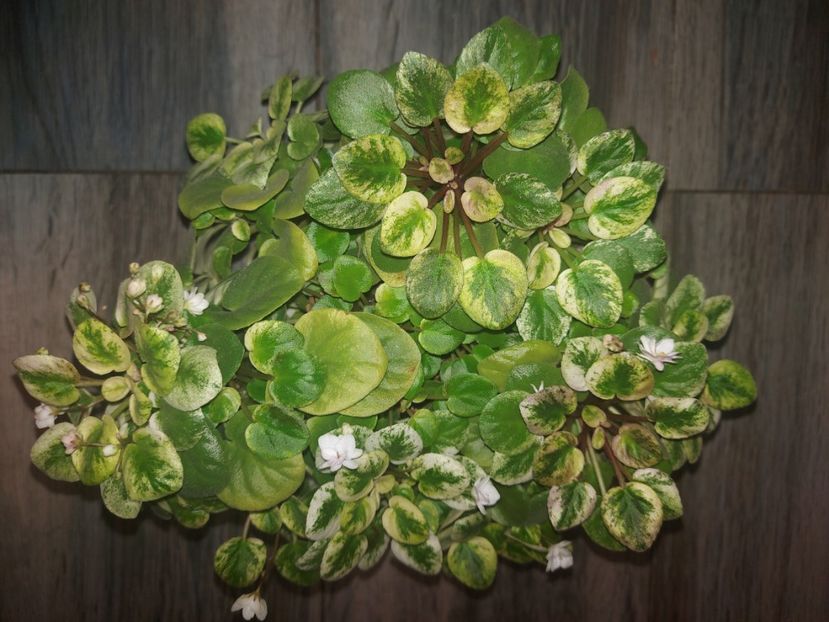  - Violeta Ramblin Silver