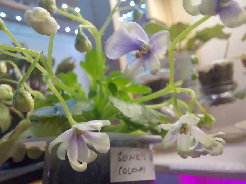  - Violeta Senk s Green Goddess