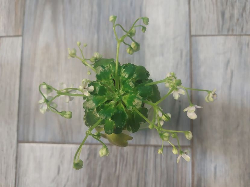  - Violeta Senk s Green Goddess