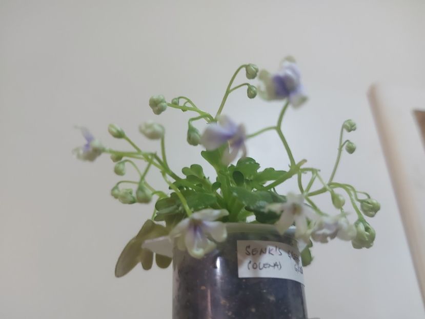  - Violeta Senk s Green Goddess