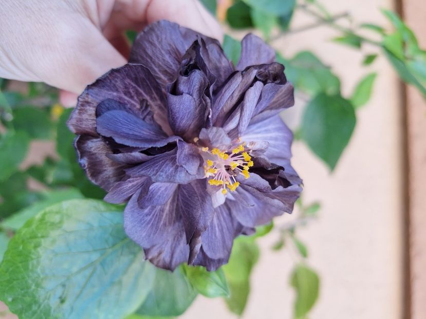  - Hibi Dp s Black Treasure