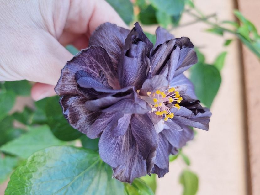  - Hibi Dp s Black Treasure