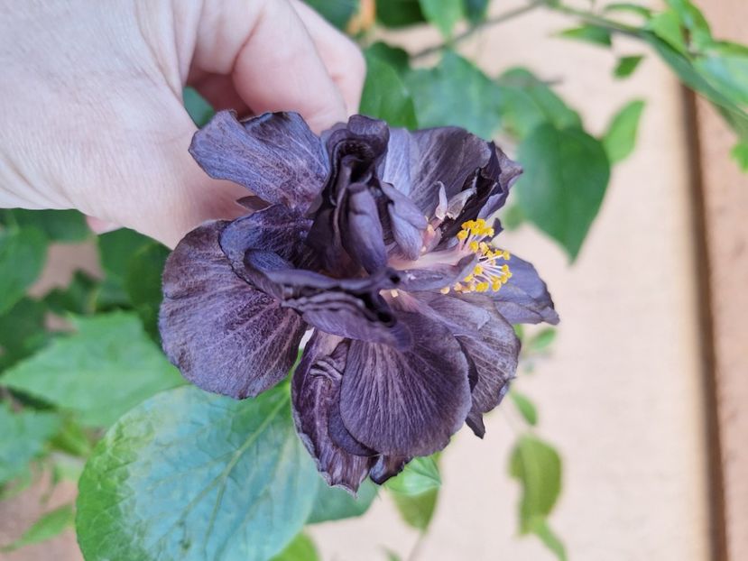  - Hibi Dp s Black Treasure