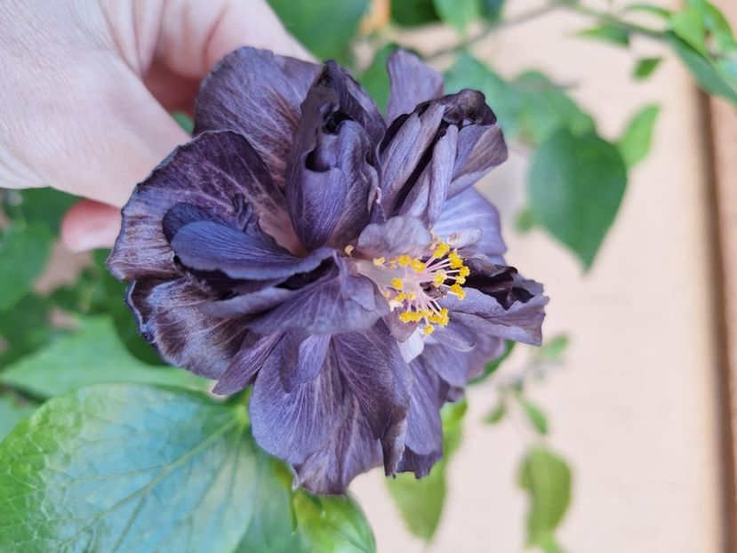  - Hibi Dp s Black Treasure