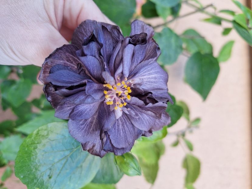  - Hibi Dp s Black Treasure