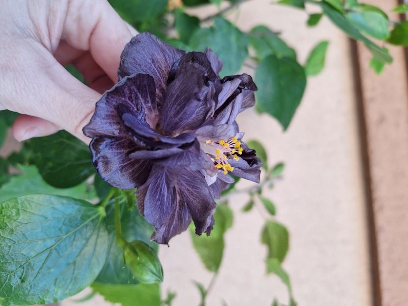  - Hibi Dp s Black Treasure