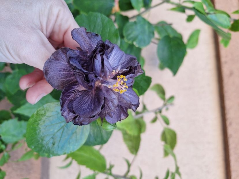  - Hibi Dp s Black Treasure