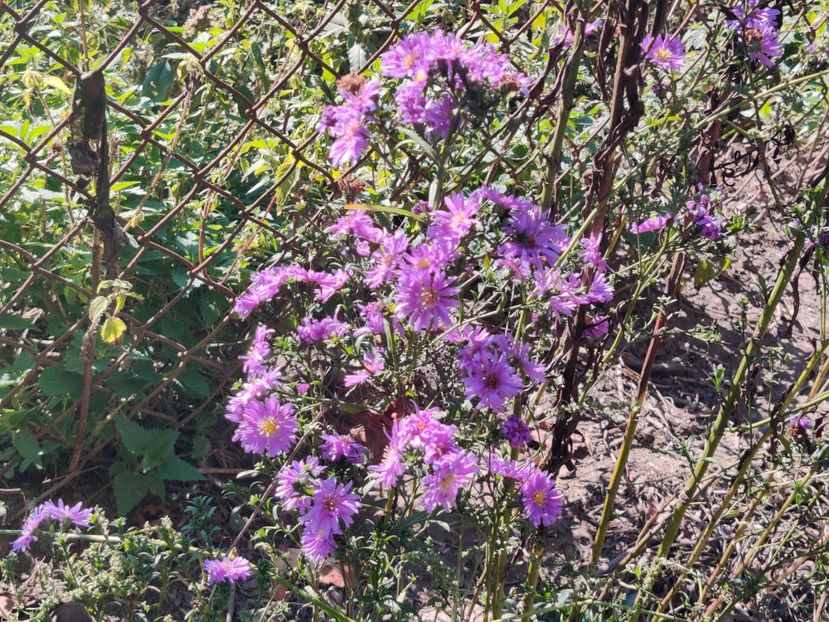 9. Aster înalt - violet batut - Aster