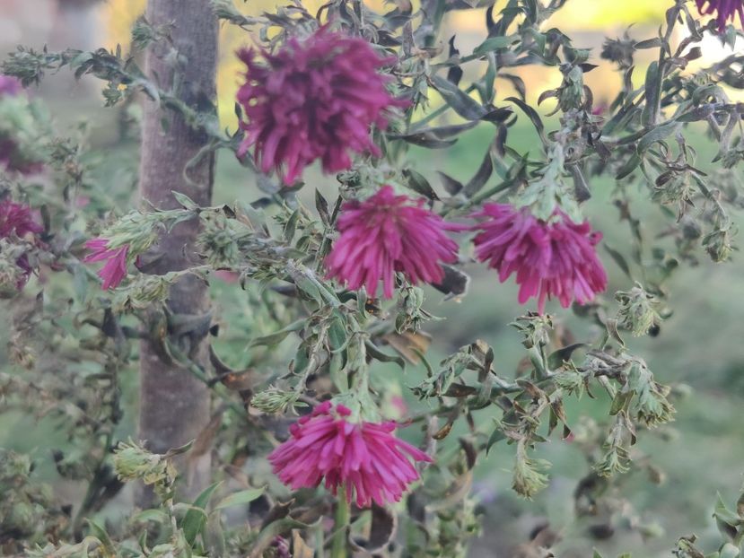 11. Aster înalt - visiniu batut - Aster