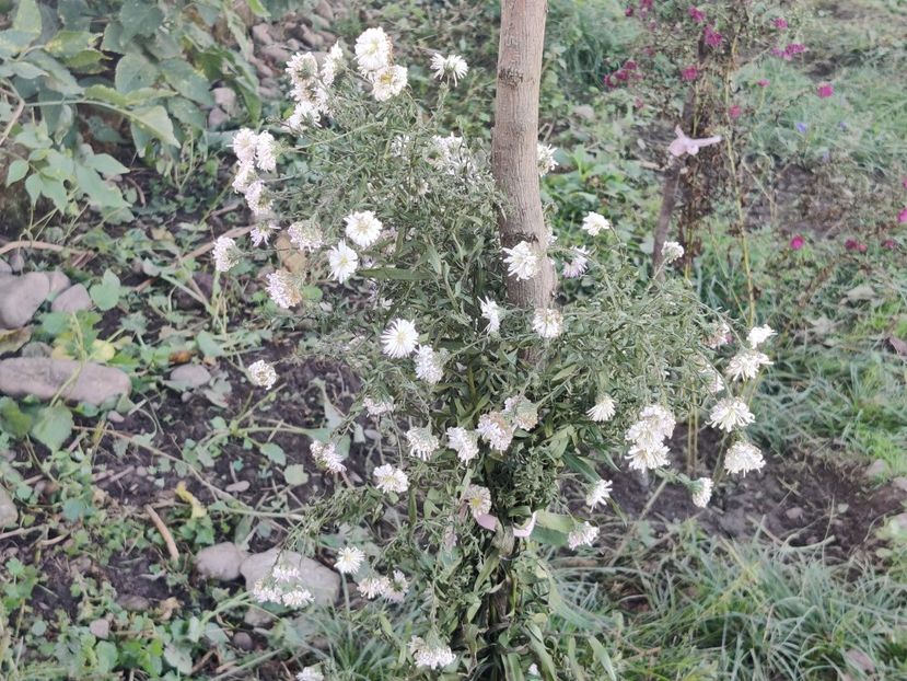 12. Aster înalt - alb batut - Aster