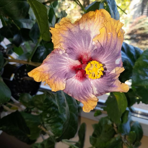  - DPs Cosmopolitan angel