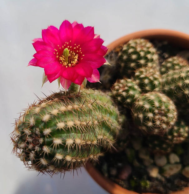 Chamaecereus hb Lety - Chamaecereus hb Lety