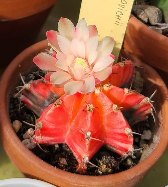 Gymnocalycium mihanovichii variegata - Gymnocalycium mihanovichii variegata