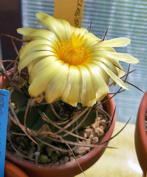 Astrophytum capricorne var crassispinum - Astrophytum capricorne var crassispinum