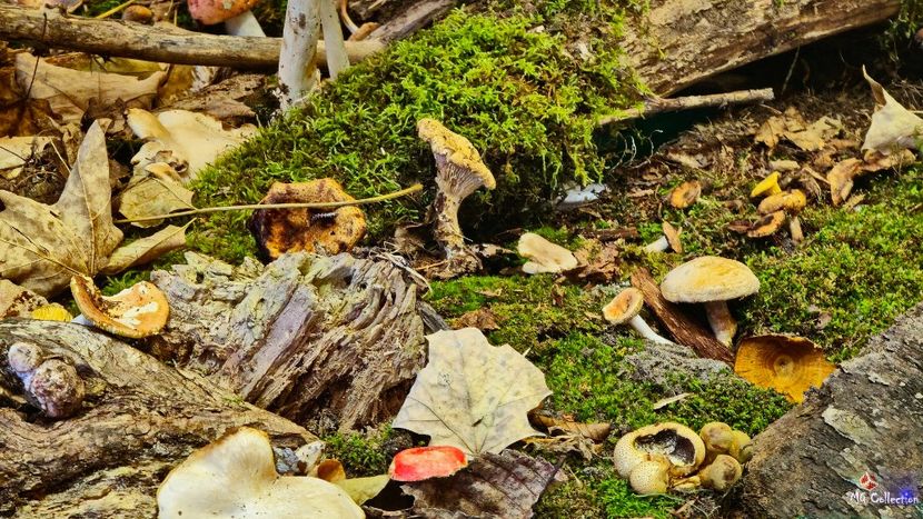 Champignons Decor 2 - N - MISCELLANEOUS - DIVERSE