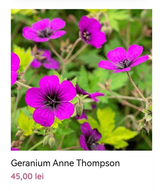 Geranium Anne Thompson - aaa Comanda plante 2022 2023 2024
