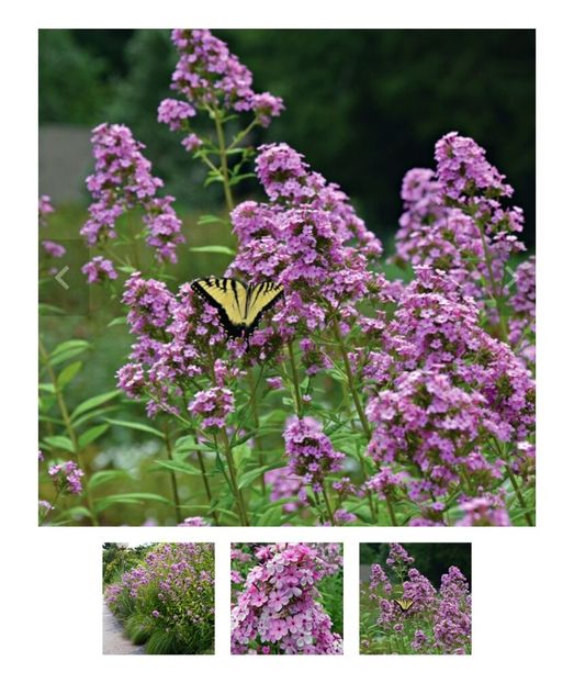 Screenshot_20241004_120020_com.android.chrome_edit_32071265068543 - aaa Comanda plante 2022 2023 2024