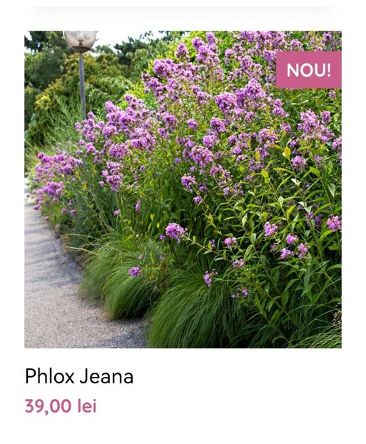 Phlox Jeana - aaa Comanda plante 2022 2023 2024