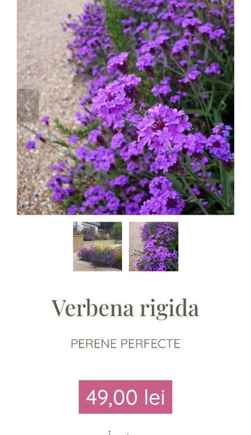 Verbena rigida - aaa Comanda plante 2022 2023 2024