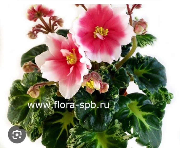 Poza net - R-Durman Sladky