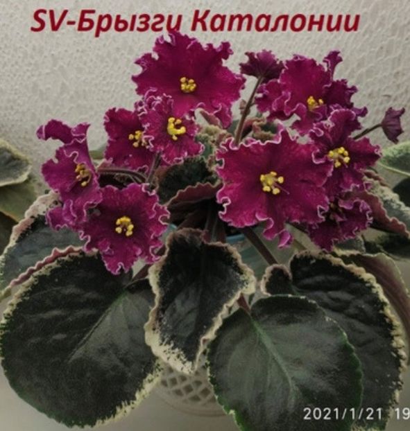 Poza net - SV-Bryzgi Katalonii