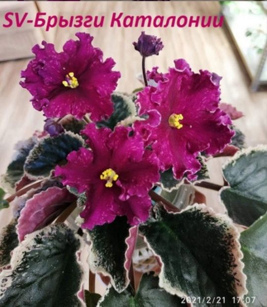 Poza net - SV-Bryzgi Katalonii