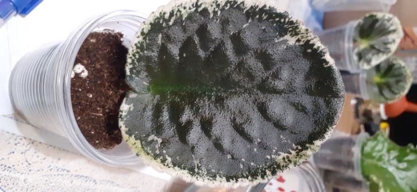  - SV-Bryzgi Katalonii