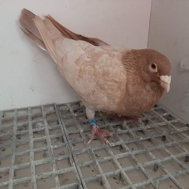  - Nu îmi aparțin 7