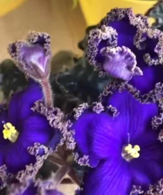 Poza net - PT-Glavnyy Vizir