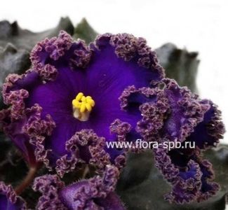 Poza net - PT-Glavnyy Vizir